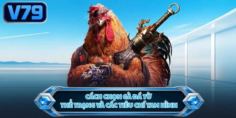 Cách chọn gà đá từ thể trạng và các tiêu chí tam hình