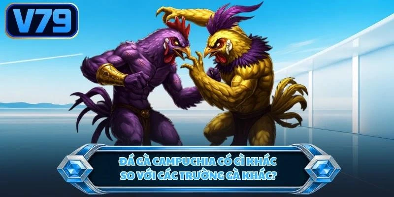 da-ga-campuchia-co-gi-khac-so-voi-cac-truong-ga-khac Đá gà Campuchia có gì khác so với các trường gà khác?