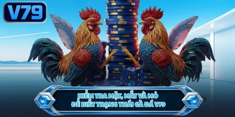 Kiểm tra mặt, mắt và mỏ để biết trạng thái gà đá V79