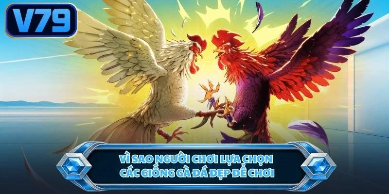 Vì sao người chơi lựa chọn các giống gà đá đẹp để chơi?